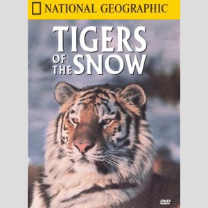 tigers-in-the-snow